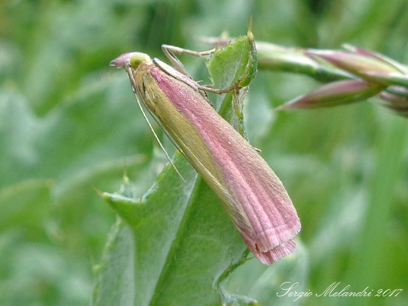 Da identificare - Oncocera semirubella, Pyralidae